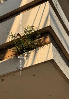 Corona: Impossible Plants, 1